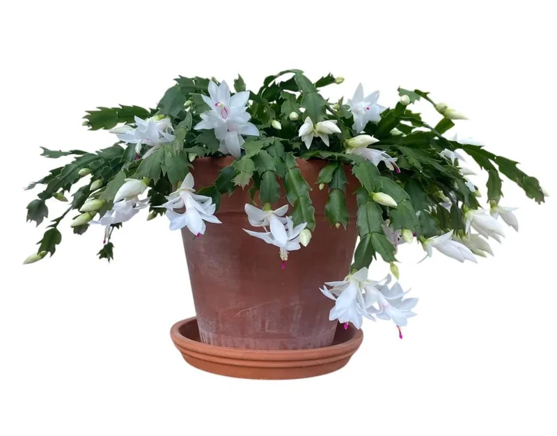 White Christmas Cactus Live Plant - 2 Schlumbergera Plants in 3-inch Pot White Christmas Cactus Live Plant - 2 Schlumbergera Plants in 3-inch Pot - Image 2