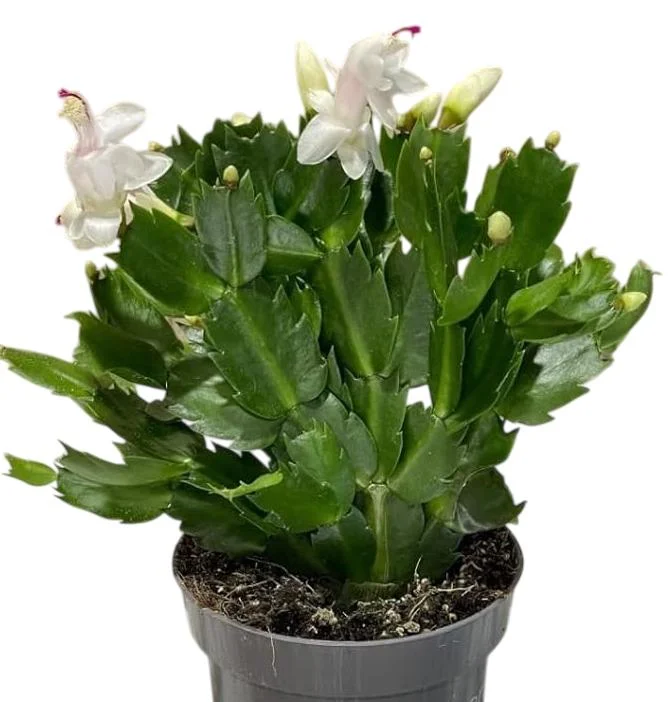 White Christmas Cactus Live Plant - 2 Schlumbergera Plants in 3-inch Pot White Christmas Cactus Live Plant - 2 Schlumbergera Plants in 3-inch Pot - Image 5