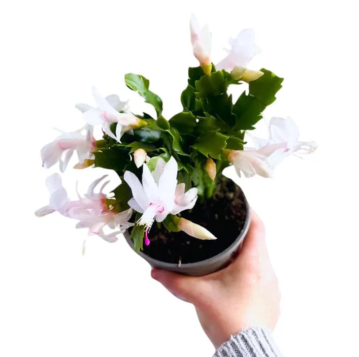 White Christmas Cactus Live Plant - 2 Schlumbergera Plants in 3-inch Pot White Christmas Cactus Live Plant - 2 Schlumbergera Plants in 3-inch Pot - Image 6