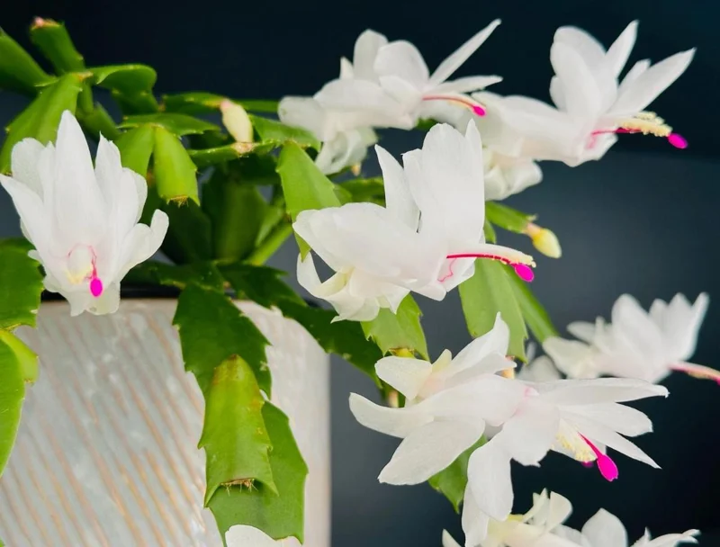 White Christmas Cactus Live Plant - 2 Schlumbergera Plants in 3-inch Pot White Christmas Cactus Live Plant - 2 Schlumbergera Plants in 3-inch Pot - Image 7