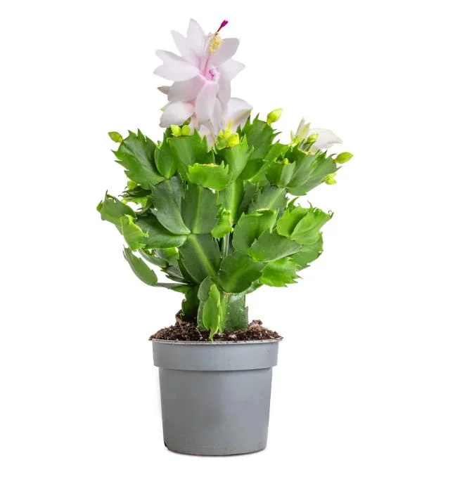 White Christmas Cactus Live Plant - 2 Schlumbergera Plants in 3-inch Pot White Christmas Cactus Live Plant - 2 Schlumbergera Plants in 3-inch Pot - Image 8