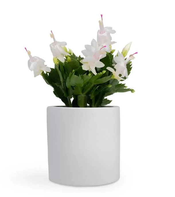 White Christmas Cactus Live Plant - 2 Schlumbergera Plants in 3-inch Pot White Christmas Cactus Live Plant - 2 Schlumbergera Plants in 3-inch Pot - Image 9