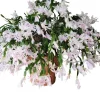 White Christmas Cactus Live Plant - 2 Schlumbergera Plants in 3-inch Pot - Image 1