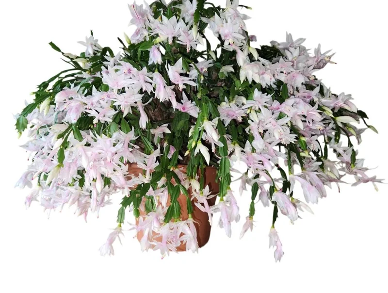 White Christmas Cactus Live Plant - 2 Schlumbergera Plants in 3-inch Pot White Christmas Cactus Live Plant - 2 Schlumbergera Plants in 3-inch Pot - Image 1