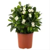 White Crown of Thorns Live Plant, 4-6 Inch Tall Euphorbia Milii Succulent, Indoor Outdoor White Crown of Thorns Live Plant, 4-6 Inch Tall Euphorbia Milii Succulent, Indoor Outdoor - Image 1