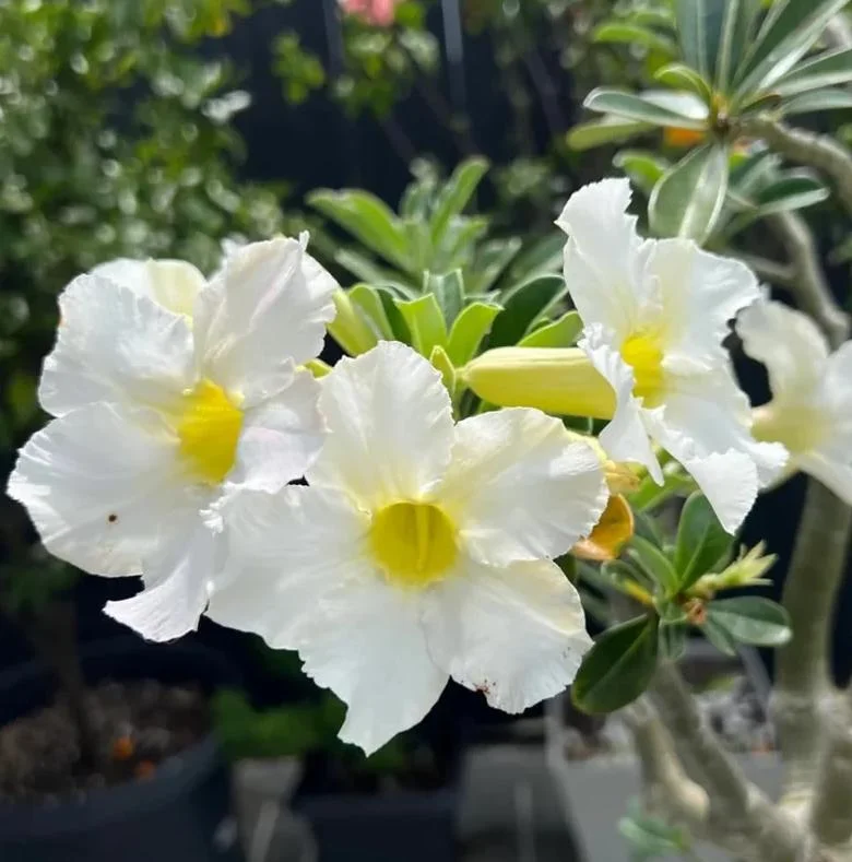 Home White Desert Rose Live Plant Set - Adenium Obesum - 2 Plants, 4-6" Tall - Indoor/Outdoor - Image 1