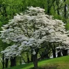 White Dogwood Sapling Tree - 10-16" Tall, 1 Quart Pot - Live Plant for Ornamental Landscape - Image 1