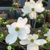 White Dogwood Sapling Tree - Live Plant - 10-16" Tall - 1 Quart Pot - Outdoor - Image 1