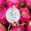 White Dragon Fruit Plant Live – 4 inch Pot – Sweet Edible Fruit Tree - Image 1