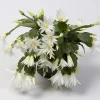White Easter Cactus Live Plant – Rhipsalidopsis, 5-6 Inch Tall, 3.5 Inch Pot, Indoor White Easter Cactus Live Plant – Rhipsalidopsis, 5-6 Inch Tall, 3.5 Inch Pot, Indoor - Image 1