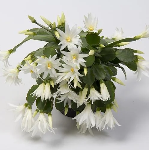 White Easter Cactus Live Plant – Rhipsalidopsis, 5-6 Inch Tall, 3.5 Inch Pot, Indoor White Easter Cactus Live Plant – Rhipsalidopsis, 5-6 Inch Tall, 3.5 Inch Pot, Indoor - Image 1