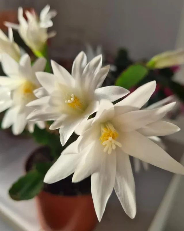 White Easter Cactus Live Plant – Rhipsalidopsis, 5-6 Inch Tall, 3.5 Inch Pot, Indoor White Easter Cactus Live Plant – Rhipsalidopsis, 5-6 Inch Tall, 3.5 Inch Pot, Indoor - Image 2