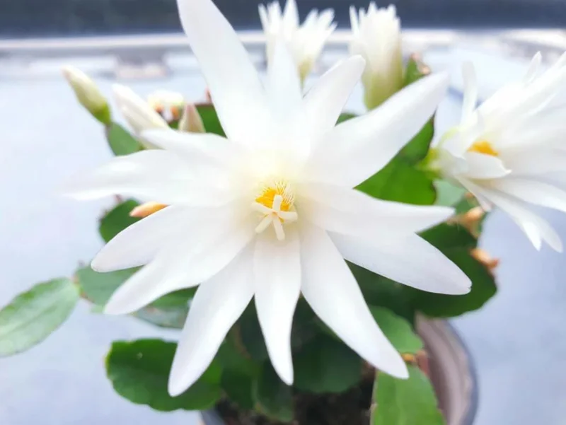 White Easter Cactus Live Plant – Rhipsalidopsis, 5-6 Inch Tall, 3.5 Inch Pot, Indoor White Easter Cactus Live Plant – Rhipsalidopsis, 5-6 Inch Tall, 3.5 Inch Pot, Indoor - Image 3