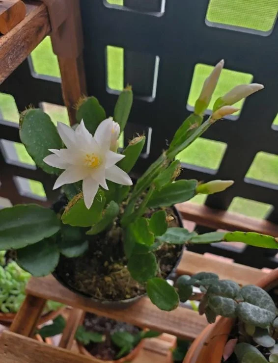 White Easter Cactus Live Plant – Rhipsalidopsis, 5-6 Inch Tall, 3.5 Inch Pot, Indoor White Easter Cactus Live Plant – Rhipsalidopsis, 5-6 Inch Tall, 3.5 Inch Pot, Indoor - Image 4