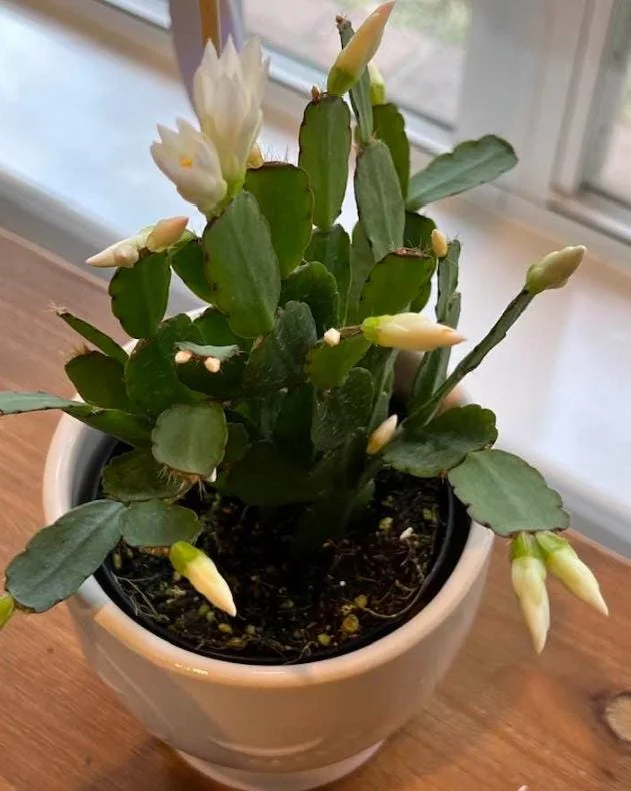 White Easter Cactus Live Plant – Rhipsalidopsis, 5-6 Inch Tall, 3.5 Inch Pot, Indoor White Easter Cactus Live Plant – Rhipsalidopsis, 5-6 Inch Tall, 3.5 Inch Pot, Indoor - Image 5