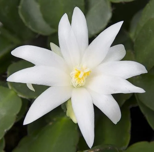 White Easter Cactus Live Plant – Rhipsalidopsis, 5-6 Inch Tall, 3.5 Inch Pot, Indoor White Easter Cactus Live Plant – Rhipsalidopsis, 5-6 Inch Tall, 3.5 Inch Pot, Indoor - Image 6