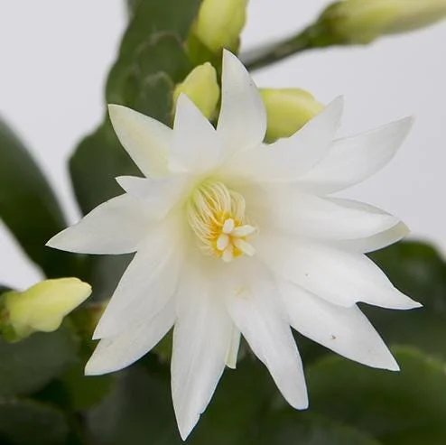 White Easter Cactus Live Plant – Rhipsalidopsis, 5-6 Inch Tall, 3.5 Inch Pot, Indoor White Easter Cactus Live Plant – Rhipsalidopsis, 5-6 Inch Tall, 3.5 Inch Pot, Indoor - Image 7