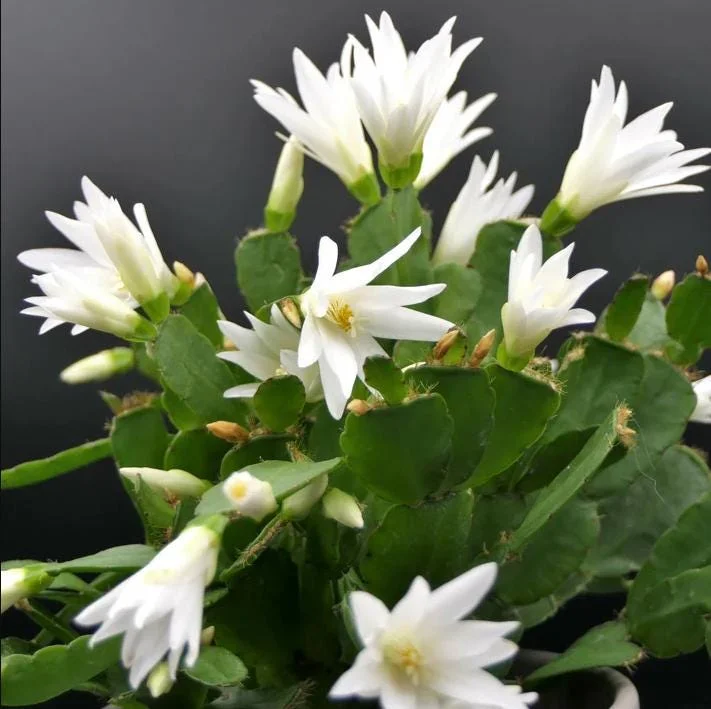 White Easter Cactus Live Plant – Rhipsalidopsis, 5-6 Inch Tall, 3.5 Inch Pot, Indoor White Easter Cactus Live Plant – Rhipsalidopsis, 5-6 Inch Tall, 3.5 Inch Pot, Indoor - Image 8