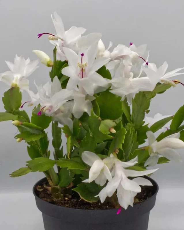 White Holiday Cactus Live Plant – Schlumbergera – 2 Small Plants in 3 Inch Pot – Indoor/Outdoor White Holiday Cactus Live Plant – Schlumbergera – 2 Small Plants in 3 Inch Pot – Indoor/Outdoor - Image 2