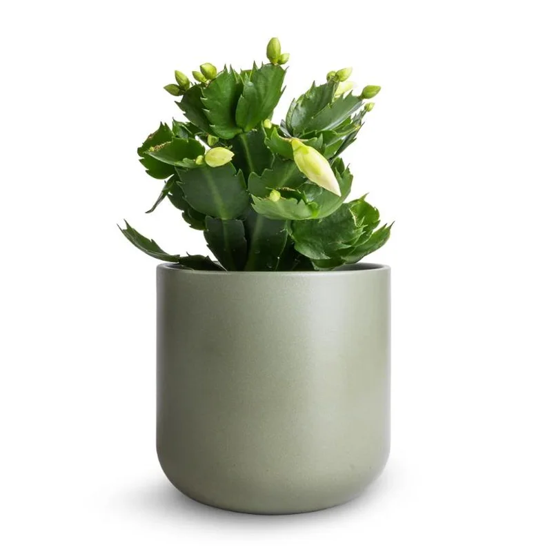 White Holiday Cactus Live Plant – Schlumbergera – 2 Small Plants in 3 Inch Pot – Indoor/Outdoor White Holiday Cactus Live Plant – Schlumbergera – 2 Small Plants in 3 Inch Pot – Indoor/Outdoor - Image 3