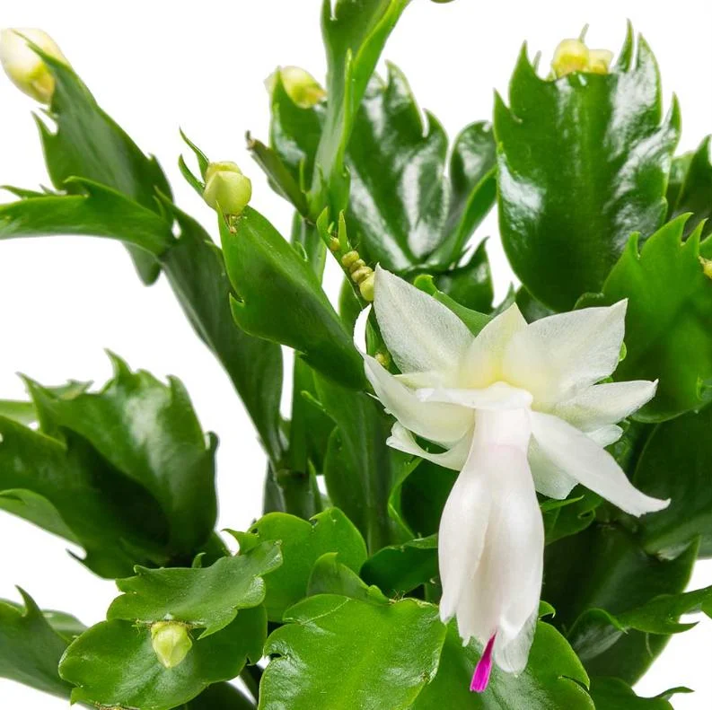 White Holiday Cactus Live Plant – Schlumbergera – 2 Small Plants in 3 Inch Pot – Indoor/Outdoor White Holiday Cactus Live Plant – Schlumbergera – 2 Small Plants in 3 Inch Pot – Indoor/Outdoor - Image 4