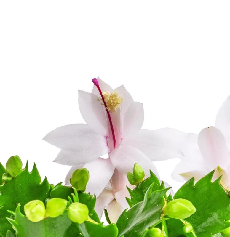 White Holiday Cactus Live Plant – Schlumbergera – 2 Small Plants in 3 Inch Pot – Indoor/Outdoor White Holiday Cactus Live Plant – Schlumbergera – 2 Small Plants in 3 Inch Pot – Indoor/Outdoor - Image 5