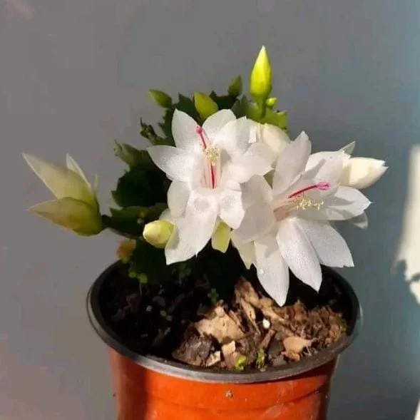 White Holiday Cactus Live Plant – Schlumbergera – 2 Small Plants in 3 Inch Pot – Indoor/Outdoor White Holiday Cactus Live Plant – Schlumbergera – 2 Small Plants in 3 Inch Pot – Indoor/Outdoor - Image 7