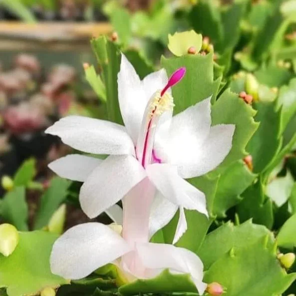 White Holiday Cactus Live Plant – Schlumbergera – 2 Small Plants in 3 Inch Pot – Indoor/Outdoor White Holiday Cactus Live Plant – Schlumbergera – 2 Small Plants in 3 Inch Pot – Indoor/Outdoor - Image 8