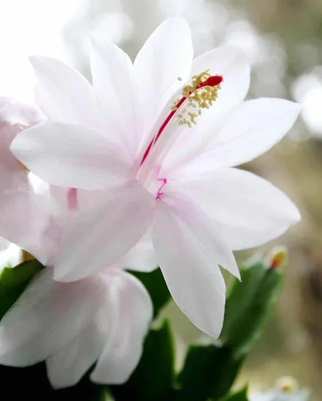 White Holiday Cactus Live Plant – Schlumbergera – 2 Small Plants in 3 Inch Pot – Indoor/Outdoor White Holiday Cactus Live Plant – Schlumbergera – 2 Small Plants in 3 Inch Pot – Indoor/Outdoor - Image 9