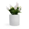 White Holiday Cactus Live Plant – Schlumbergera – 2 Small Plants in 3 Inch Pot – Indoor/Outdoor White Holiday Cactus Live Plant – Schlumbergera – 2 Small Plants in 3 Inch Pot – Indoor/Outdoor - Image 1