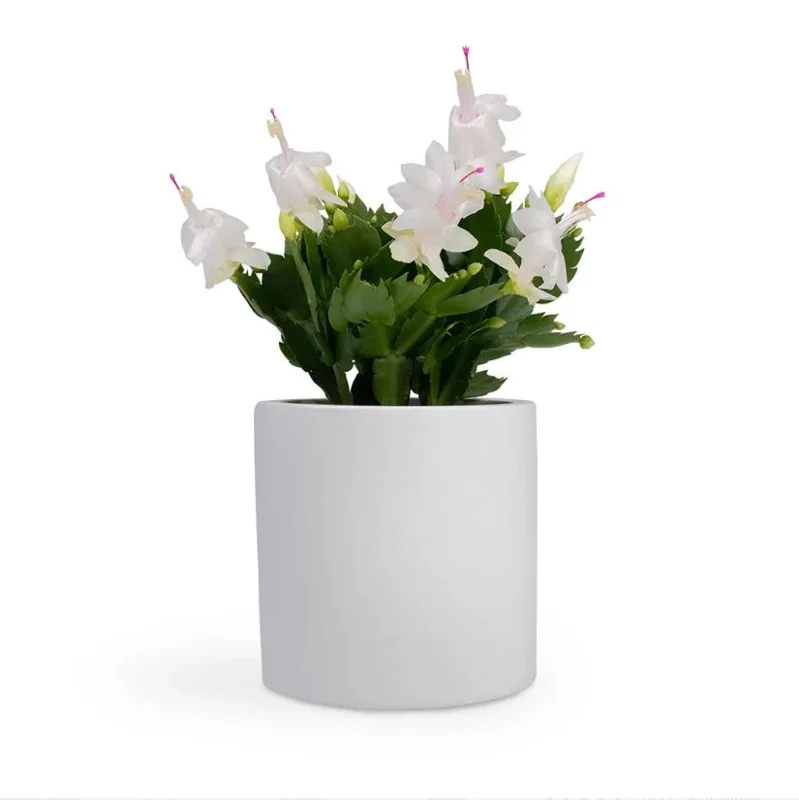 White Holiday Cactus Live Plant – Schlumbergera – 2 Small Plants in 3 Inch Pot – Indoor/Outdoor White Holiday Cactus Live Plant – Schlumbergera – 2 Small Plants in 3 Inch Pot – Indoor/Outdoor - Image 1