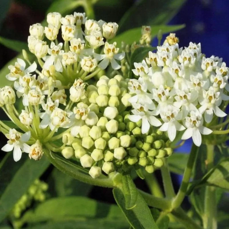 White Milkweed Live Starter Plants - 2 Pack, Asclepias Tuberosa, 4-9 Inch Tall, Outdoor White Milkweed Live Starter Plants - 2 Pack, Asclepias Tuberosa, 4-9 Inch Tall, Outdoor - Image 2
