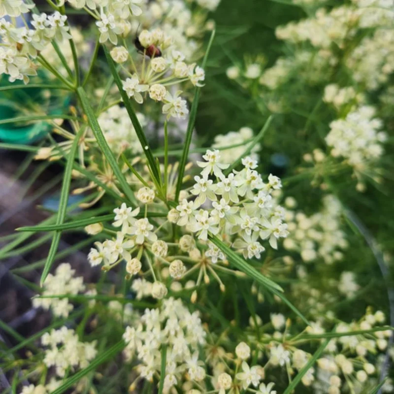 White Milkweed Live Starter Plants - 2 Pack, Asclepias Tuberosa, 4-9 Inch Tall, Outdoor White Milkweed Live Starter Plants - 2 Pack, Asclepias Tuberosa, 4-9 Inch Tall, Outdoor - Image 3