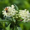 White Milkweed Live Starter Plants - 2 Pack, Asclepias Tuberosa, 4-9 Inch Tall, Outdoor - Image 1