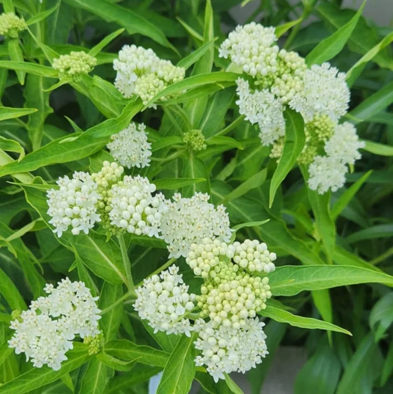 White Milkweed Live Starter Plants - 2 Pack, Asclepias Tuberosa, 4-9 Inch Tall, Outdoor White Milkweed Live Starter Plants - 2 Pack, Asclepias Tuberosa, 4-9 Inch Tall, Outdoor - Image 4
