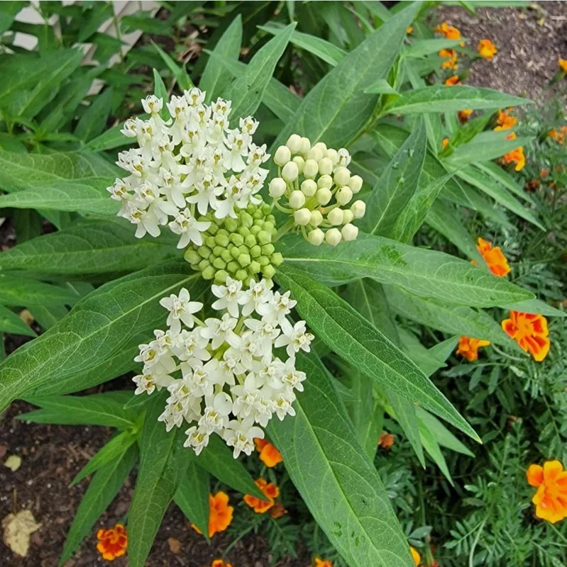White Milkweed Live Starter Plants - 2 Pack, Asclepias Tuberosa, 4-9 Inch Tall, Outdoor White Milkweed Live Starter Plants - 2 Pack, Asclepias Tuberosa, 4-9 Inch Tall, Outdoor - Image 6
