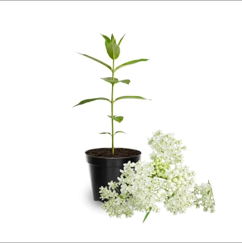 White Milkweed Live Starter Plants - 2 Pack, Asclepias Tuberosa, 4-9 Inch Tall, Outdoor White Milkweed Live Starter Plants - 2 Pack, Asclepias Tuberosa, 4-9 Inch Tall, Outdoor - Image 7