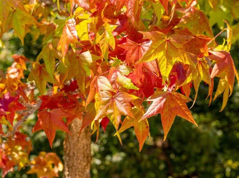 White Oak Live Tree - 12-18" Tall - 4" Pot - Quercus alba - Landscaping Shade Tree White Oak Live Tree - 12-18" Tall - 4" Pot - Quercus alba - Landscaping Shade Tree - Image 2