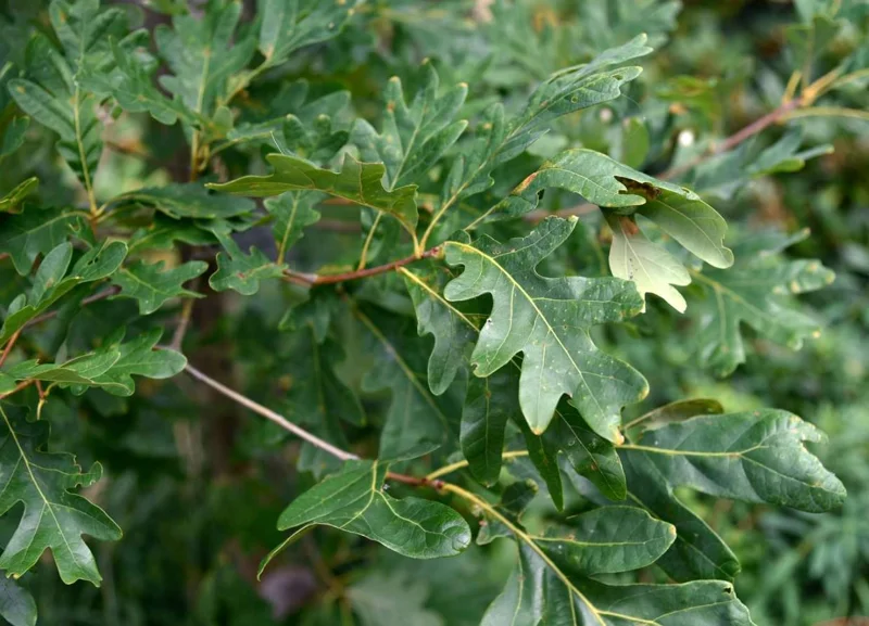 White Oak Live Tree - 12-18" Tall - 4" Pot - Quercus Alba Shade Tree - Image 2