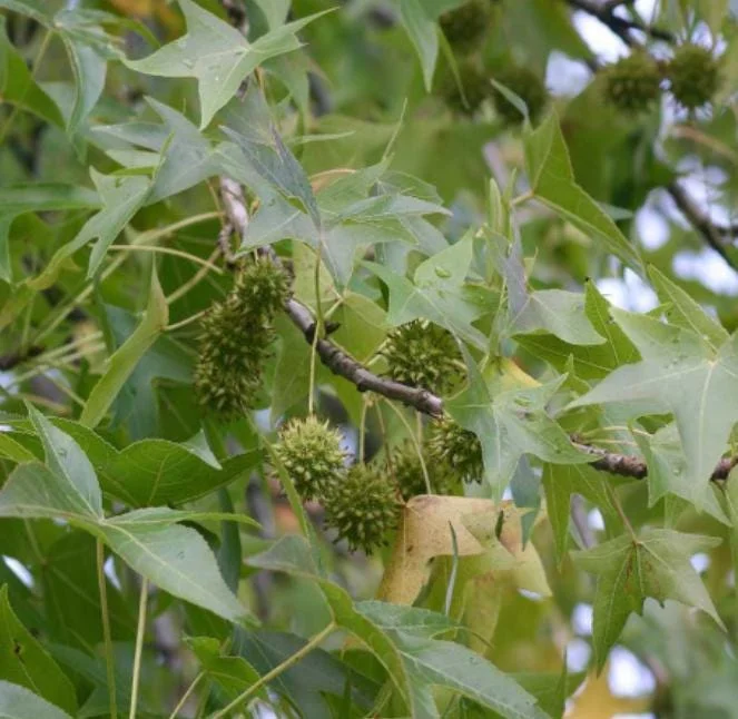 White Oak Live Tree - 12-18" Tall - 4" Pot - Quercus alba - Landscaping Shade Tree White Oak Live Tree - 12-18" Tall - 4" Pot - Quercus alba - Landscaping Shade Tree - Image 5