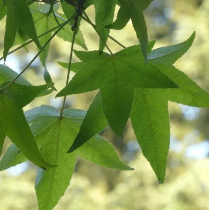 White Oak Live Tree - 12-18" Tall - 4" Pot - Quercus alba - Landscaping Shade Tree White Oak Live Tree - 12-18" Tall - 4" Pot - Quercus alba - Landscaping Shade Tree - Image 6