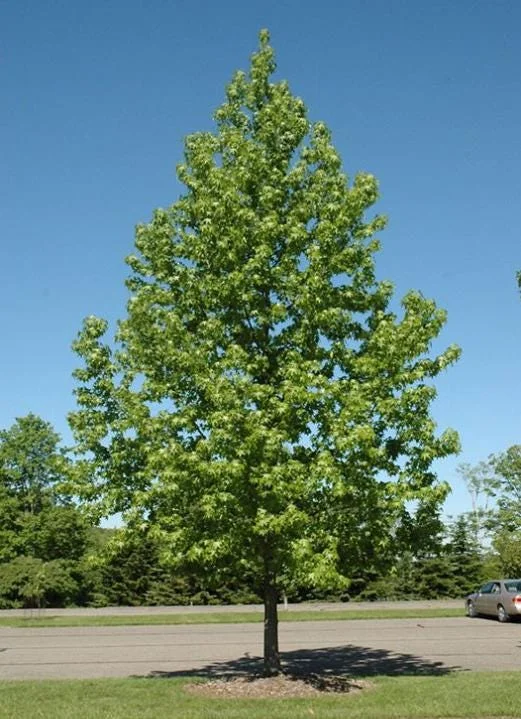 White Oak Live Tree - 12-18" Tall - 4" Pot - Quercus alba - Landscaping Shade Tree White Oak Live Tree - 12-18" Tall - 4" Pot - Quercus alba - Landscaping Shade Tree - Image 7