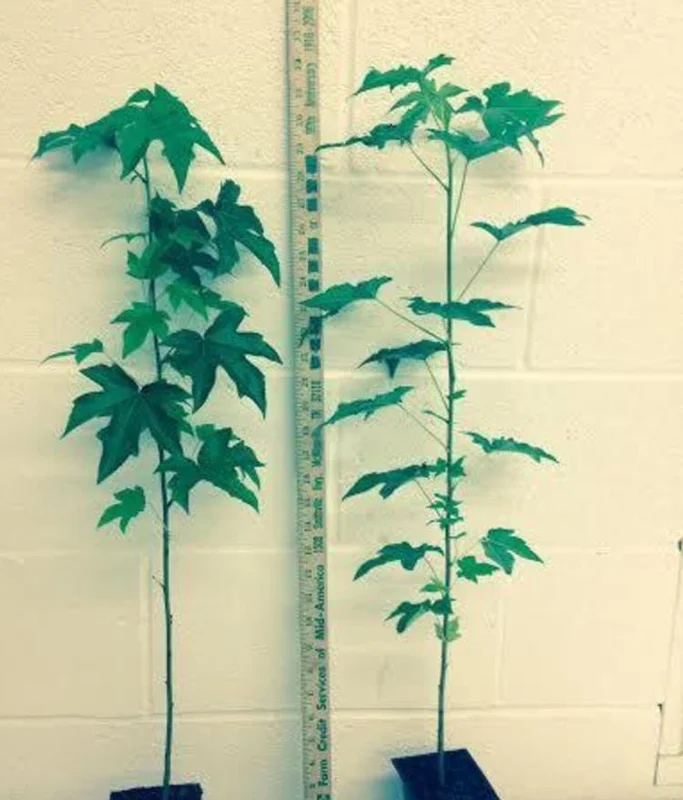 White Oak Live Tree - 12-18" Tall - 4" Pot - Quercus alba - Landscaping Shade Tree White Oak Live Tree - 12-18" Tall - 4" Pot - Quercus alba - Landscaping Shade Tree - Image 8