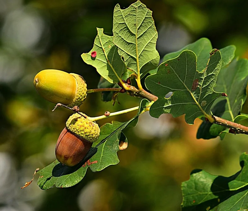 White Oak Live Tree - 12-18" Tall - 4" Pot - Quercus Alba Shade Tree - Image 1