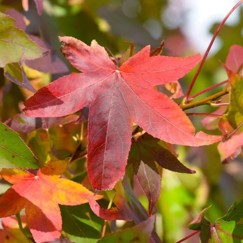 White Oak Live Tree - 12-18" Tall - 4" Pot - Quercus alba - Landscaping Shade Tree White Oak Live Tree - 12-18" Tall - 4" Pot - Quercus alba - Landscaping Shade Tree - Image 1