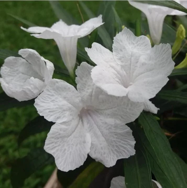 White Ruellia Live Plant Set – 3 Plants, 3-6" Tall – Rooted – Outdoor Perennial White Ruellia Live Plant Set – 3 Plants, 3-6" Tall – Rooted – Outdoor Perennial - Image 2