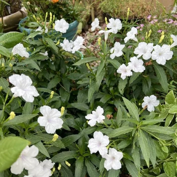 White Ruellia Live Plant Set – 3 Plants, 3-6" Tall – Rooted – Outdoor Perennial White Ruellia Live Plant Set – 3 Plants, 3-6" Tall – Rooted – Outdoor Perennial - Image 3