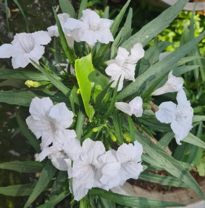 White Ruellia Live Plant Set – 3 Plants, 3-6" Tall – Rooted – Outdoor Perennial White Ruellia Live Plant Set – 3 Plants, 3-6" Tall – Rooted – Outdoor Perennial - Image 5