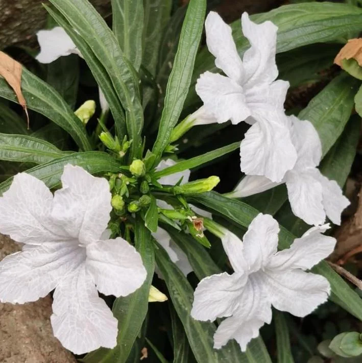 White Ruellia Live Plant Set – 3 Plants, 3-6" Tall – Rooted – Outdoor Perennial White Ruellia Live Plant Set – 3 Plants, 3-6" Tall – Rooted – Outdoor Perennial - Image 6