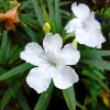 White Ruellia Live Plant Set – 3 Plants, 3-6" Tall – Rooted – Outdoor Perennial White Ruellia Live Plant Set – 3 Plants, 3-6" Tall – Rooted – Outdoor Perennial - Image 1